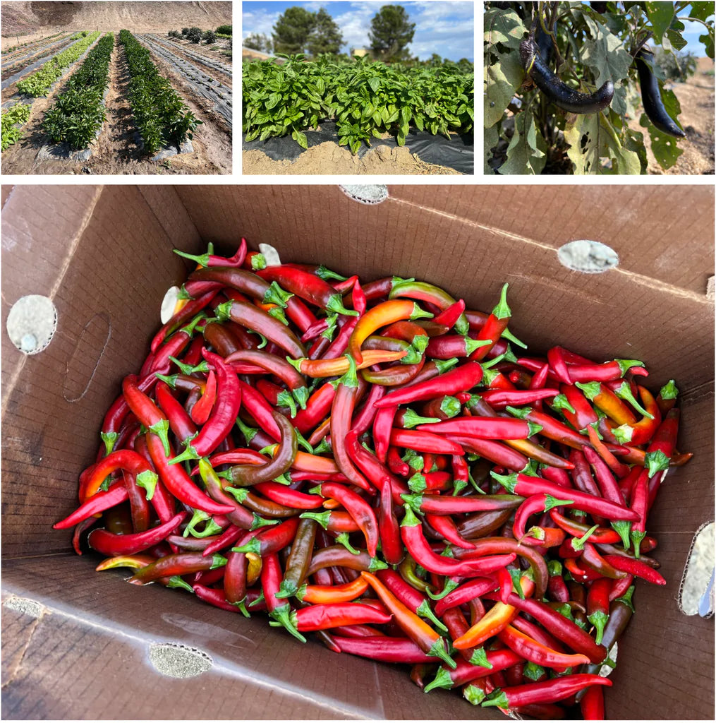 McCabe Organic farming weekly #32-2022