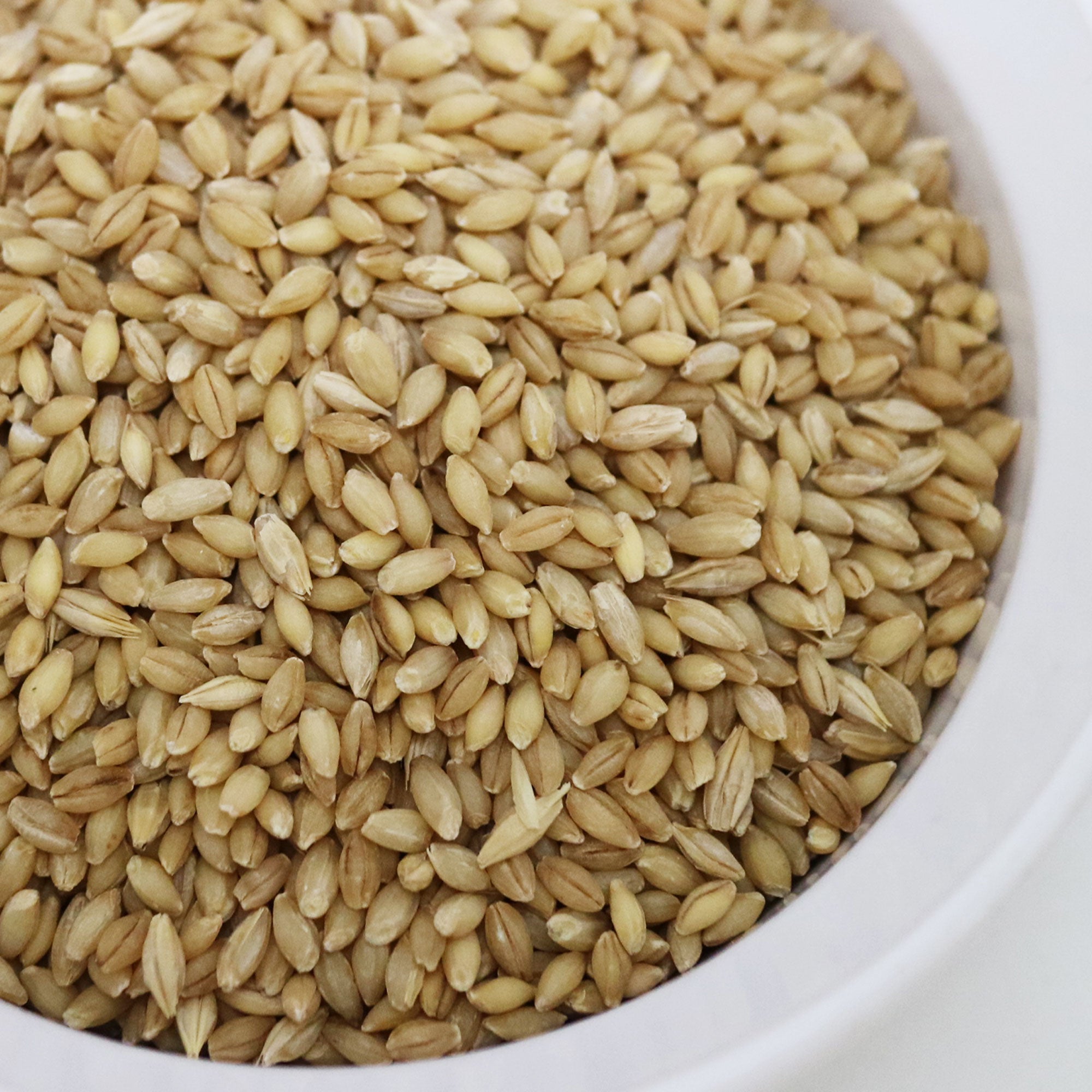 SFMart McCabe Organic Tamalpais Hulless Barley (유기농 타말파이스 순보리) 3lb Grain & Rice- SFMart